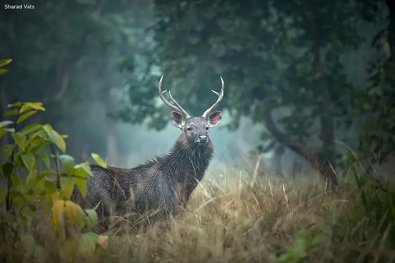 Corbett Safari